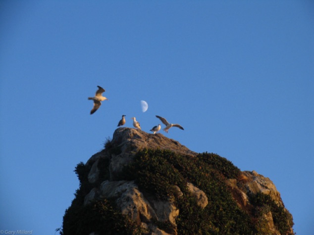 Gulls on Stack with Moon
Harris Beach - Brookings OR